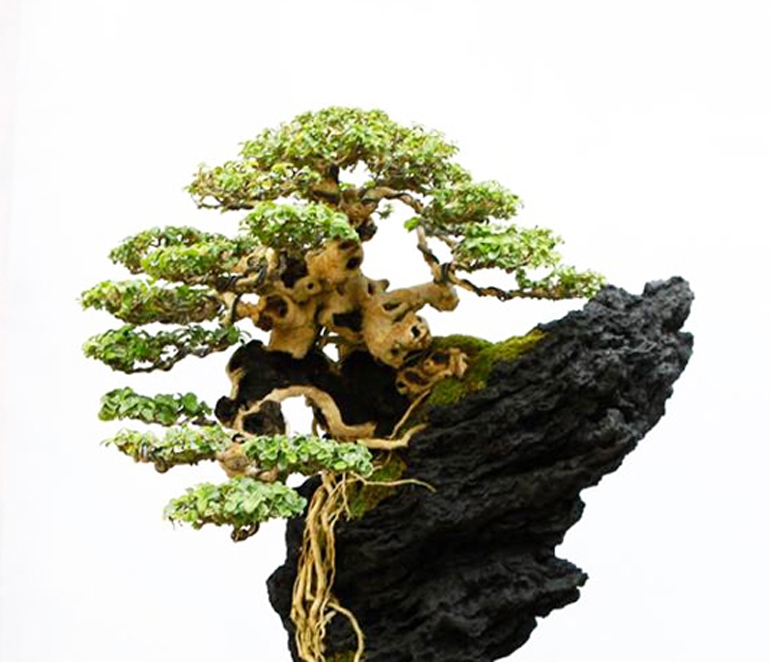“One Quick Glance at this Tree Brought Me to a State of Nirvana” | Bonsai Bark