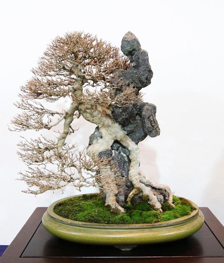It’s Kokufu Time! | Bonsai Bark
