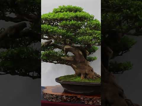 The BEST Bonsai trees #awardwinning #bonsai #trees #nature #art