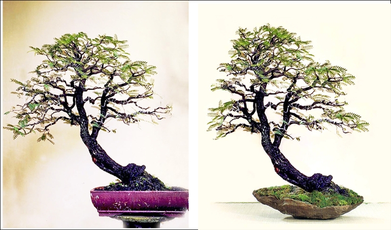 Before & After Tropical Bonsai by Robert Steven | Bonsai Bark