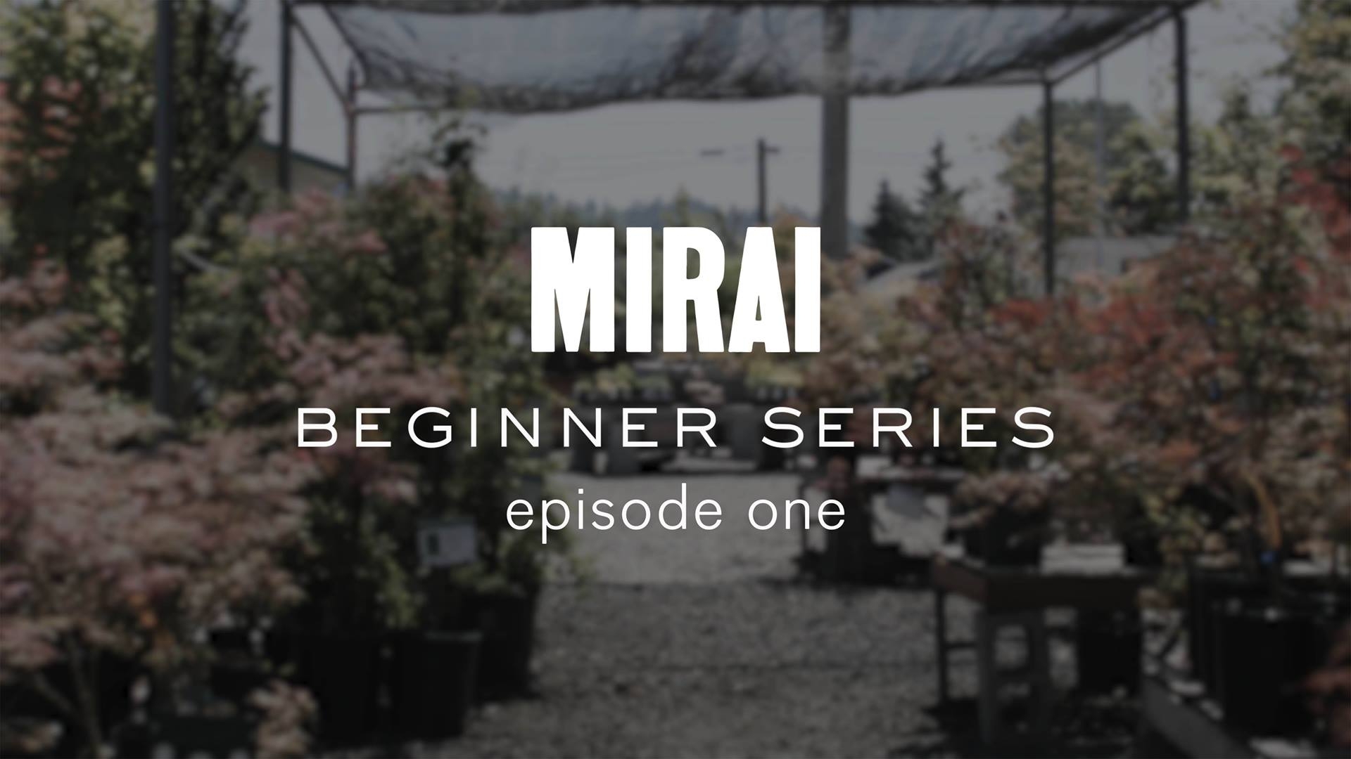 In our new series just for bonsai beginners,