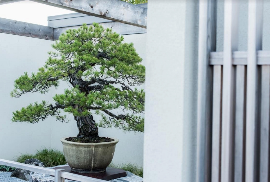 PBA Bonsai Festival