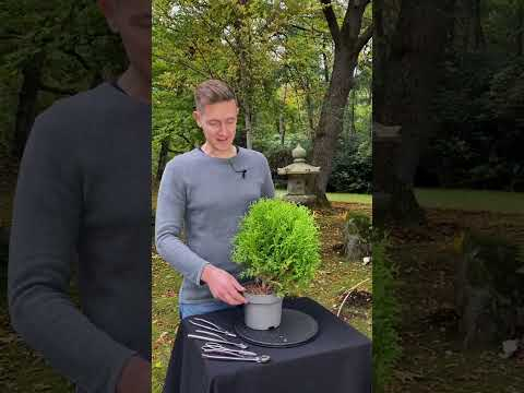 Making a White cedar Bonsai (Thuja) #shorts #diy