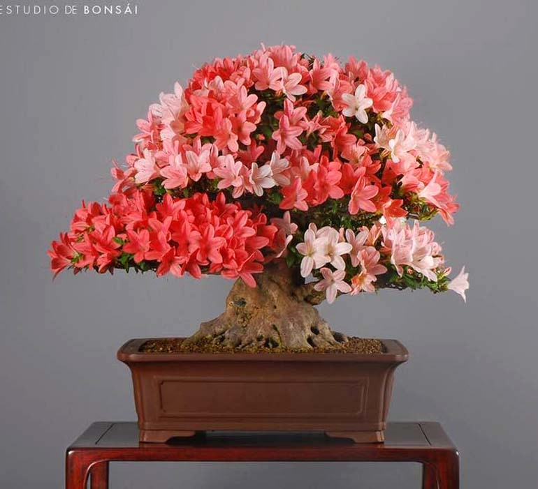 Satsuki Flowers, Maple Leaves, a Tiny Lizard & Other Bonsai Wonders | Bonsai Bark