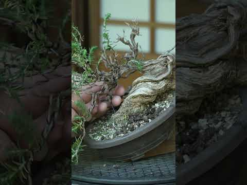 Thyme as Bonsai? Let's see! #thyme #herbs #herbal #bonsai #plant #diy #diyprojects #diycrafts