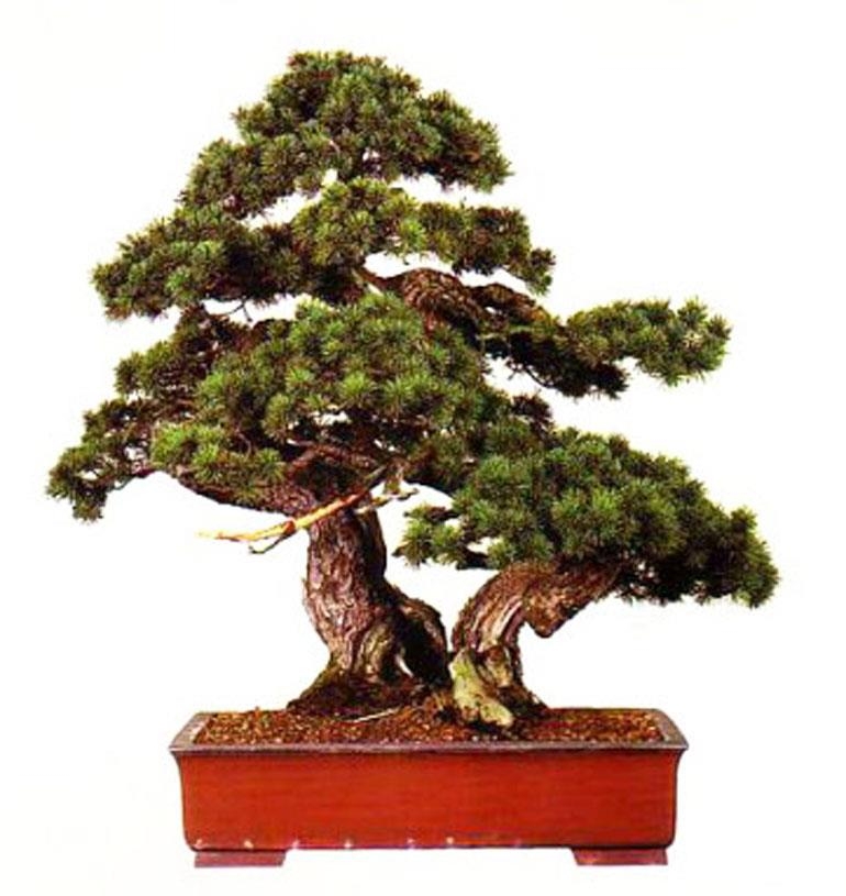 20% to 70% off Everything Bonsai* | Bonsai Bark