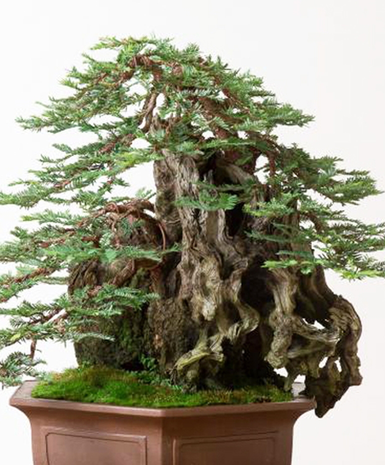 The Tallest Trees in the World Brought Down to Bonsai Size | Bonsai Bark