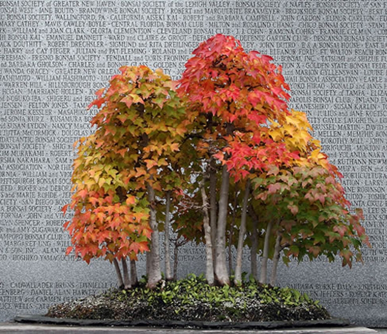 Jaw Dropping Fall Bonsai Brilliance | Bonsai Bark