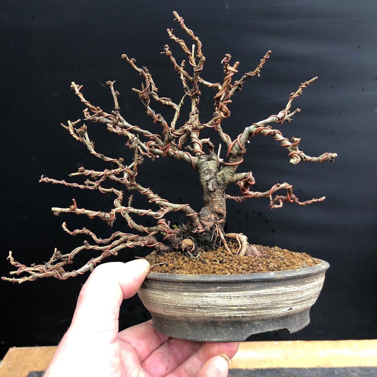 #larch #tree #bonsai https://t.co/WCdcD5bSlZ