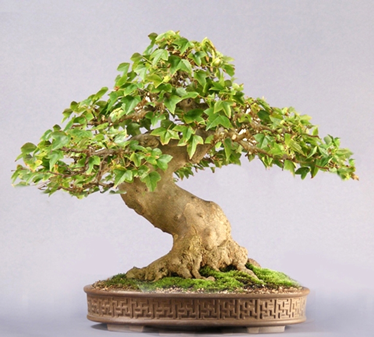 Size Matters & Small Is Beautiful | Bonsai Bark
