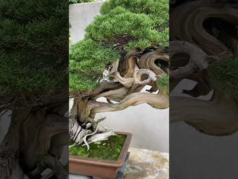 Stunning Bonsai trees #bonsai #nature #miniature