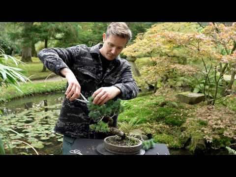 Japanese White pine Bonsai styling