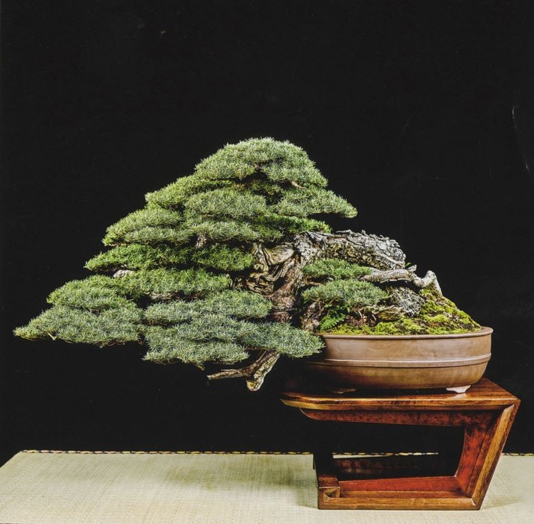 A Magnificent Celebration of American Bonsai Coming Soon | Bonsai Bark