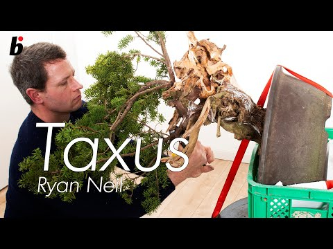 On the edgeCreative genius, Ryan Neil, turns bonsai upside down part 3