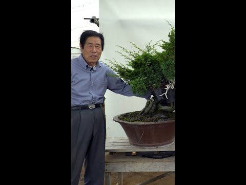 Masahiko Kimura creates a Juniper Bonsai #shorts