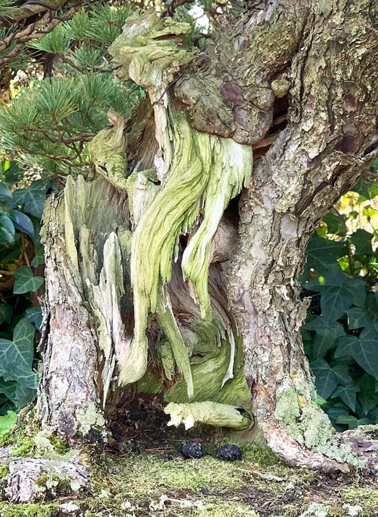 Running Wild in Japan | Bonsai Bark