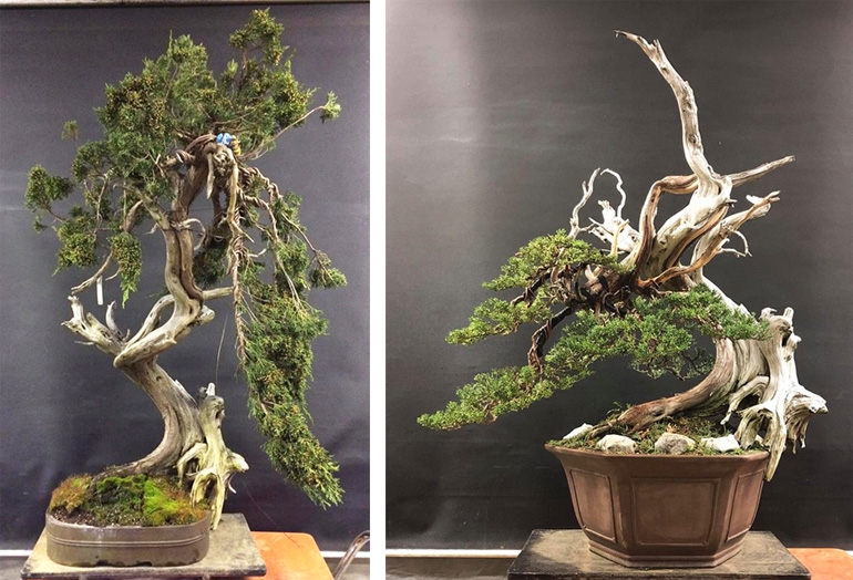 A Kimura-esque Bonsai Transformation | Bonsai Bark
