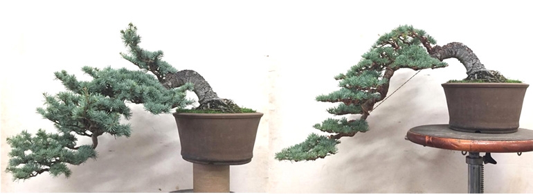 A Superb Atlas Cedar Before & After Bonsai | Bonsai Bark