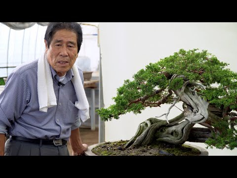 Kimura Techniques - Juniper Bonsai design & fertilizing