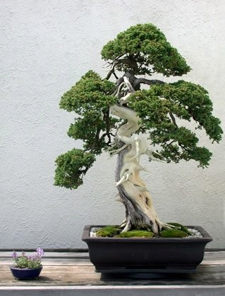 Are you interested in training your own bonsai,