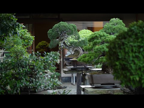 Seikouen Bonsai Garden