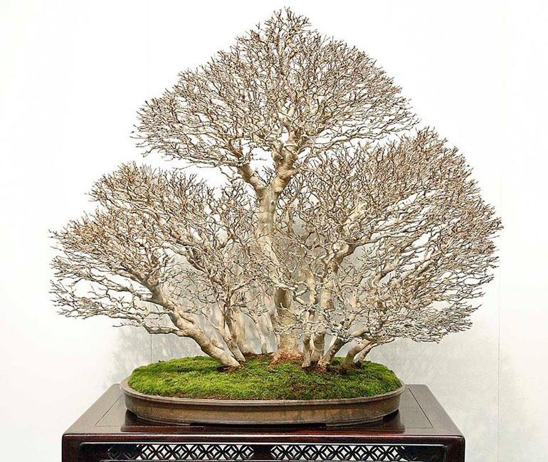 Clump Style Bonsai – Multiple Trunks with a Single Root Stystem | Bonsai Bark