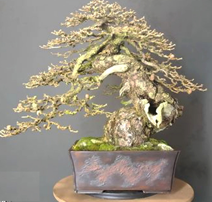 Magnificent Old Larch Bonsai, Before & After | Bonsai Bark