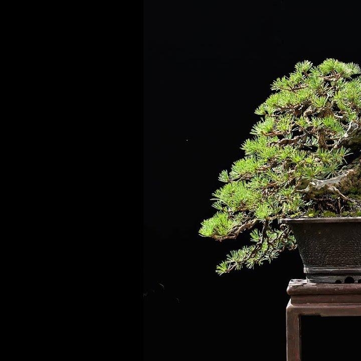 24 years of cultivation of a mugo pine by Walter