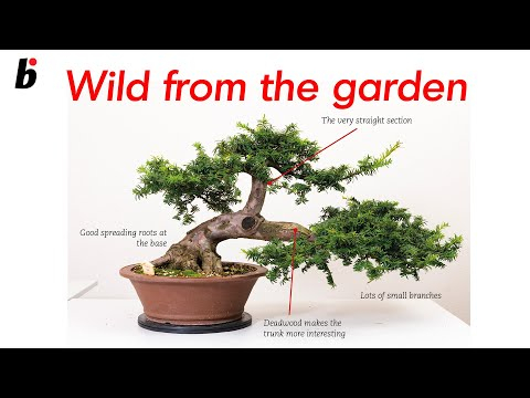 Wild from the garden part 2
