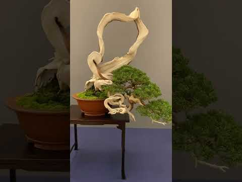 Bonsai trees at a show #spain #bonsai #tree #bonsaitree