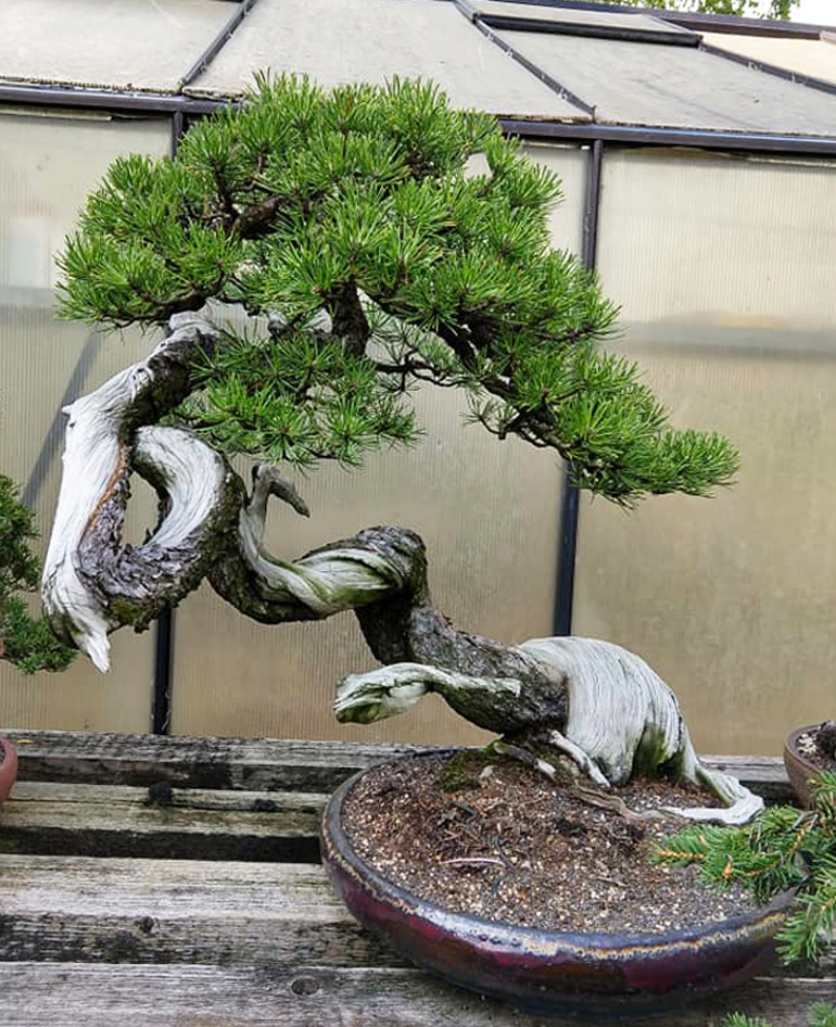 Strolling Through Walter’s Backyard Bonsai Garden | Bonsai Bark