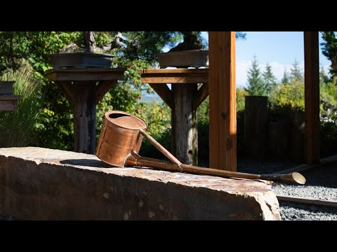Bonsai Pest & Disease Control | Nutrition & Technique Explained