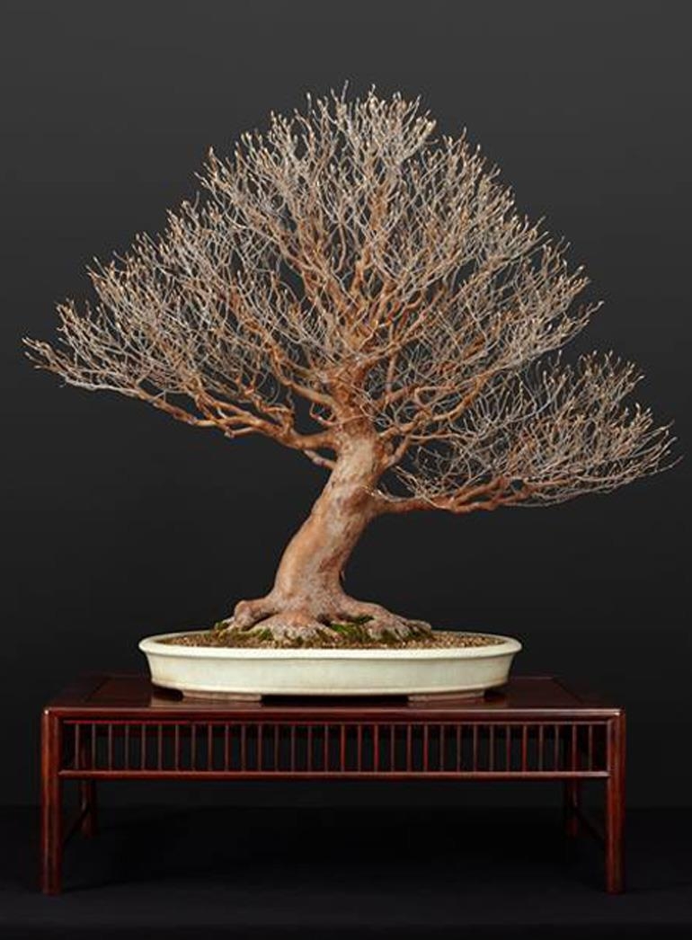 Blue Skies & Beautiful Bonsai | Bonsai Bark