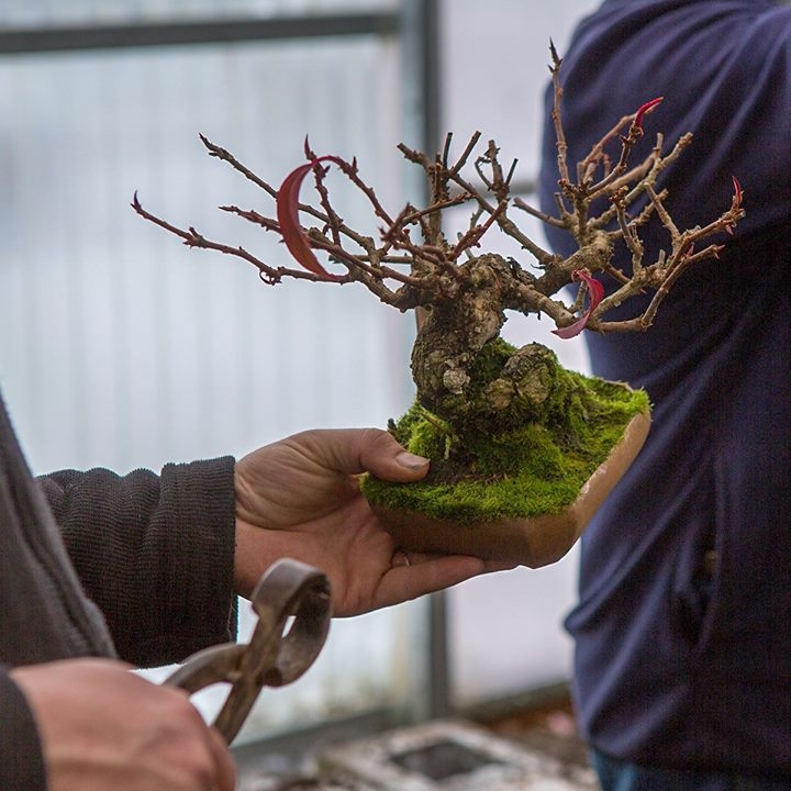 Shohin techniques are a world all their own. When