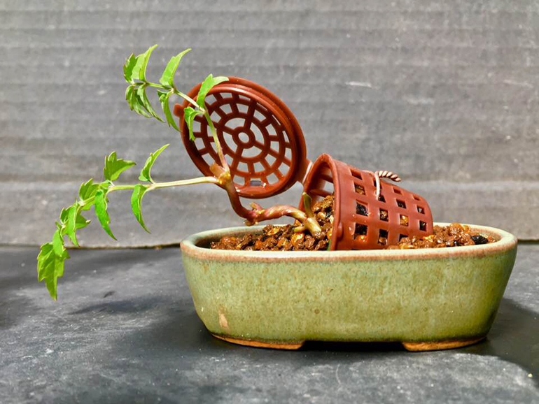 Cage Free Bonsai & Other Wonders | Bonsai Bark
