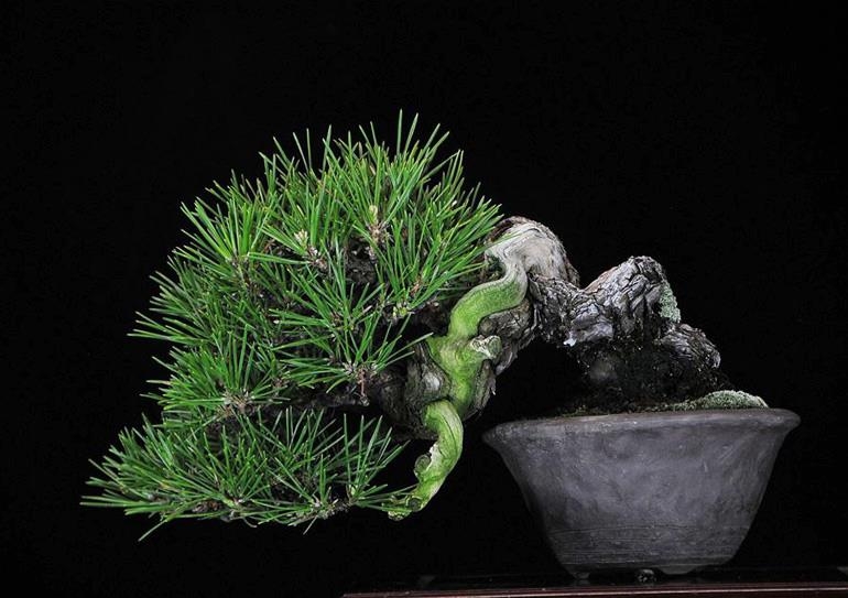 Suthin’s Bonsai & New Import Duty on Bonsai Wire | Bonsai Bark