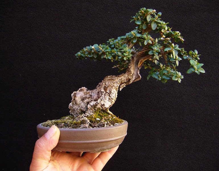 A Bonsai in Hand… | Bonsai Bark