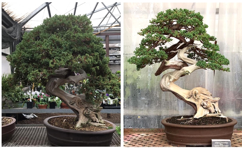 Bonsai Skill & Vision – Before & After | Bonsai Bark