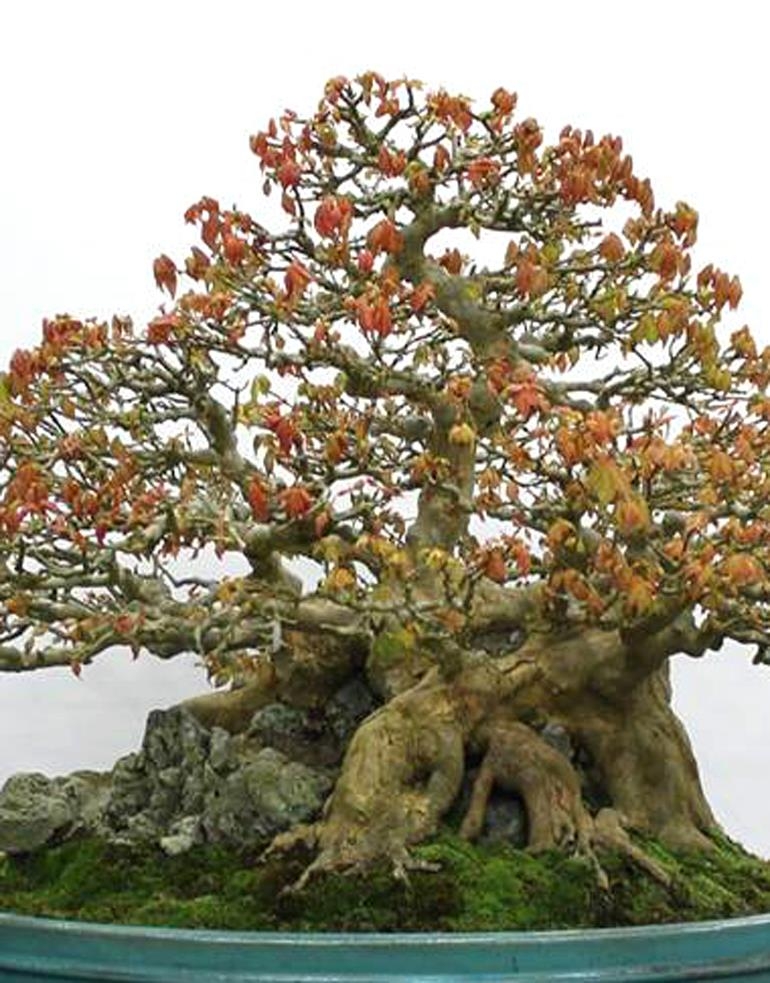 Bonsai Up Close – Fertilizer Special Ends Tonight | Bonsai Bark