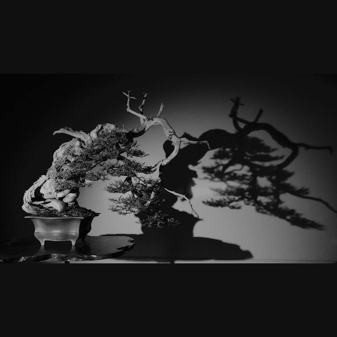 Some hints of Bonsai Film Noir made their way into
