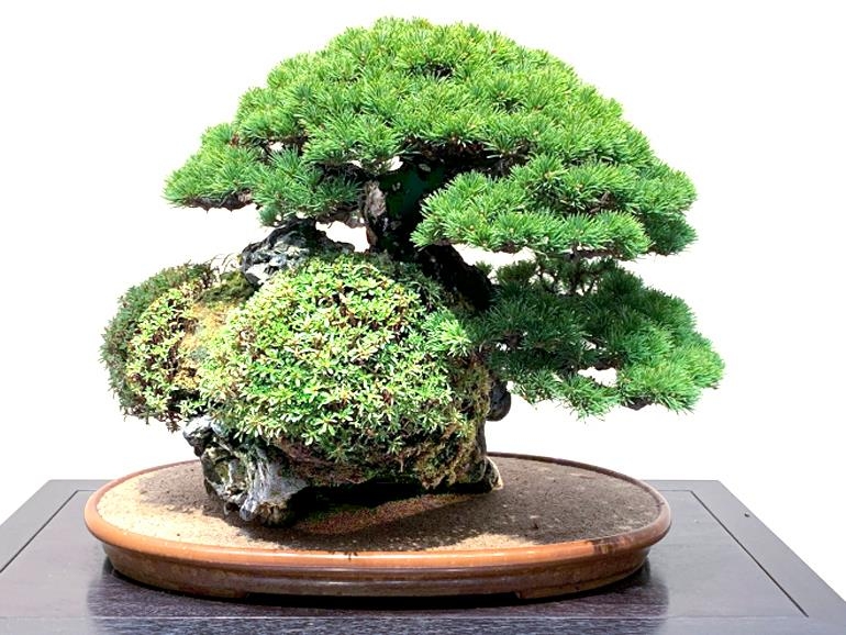 Pine Bonsai, Past & Present | Bonsai Bark