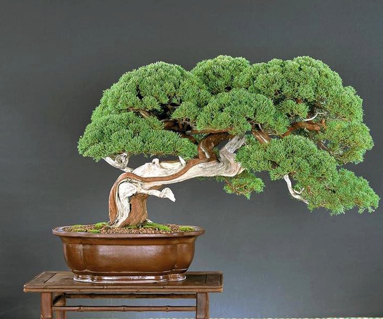 You Don’t See Bonsai Like These Everyday | Bonsai Bark