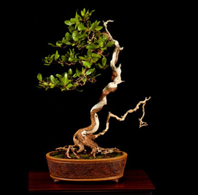 The Best American Bonsai & Other Compelling Reasons to Wake up in Rochester | Bonsai Bark