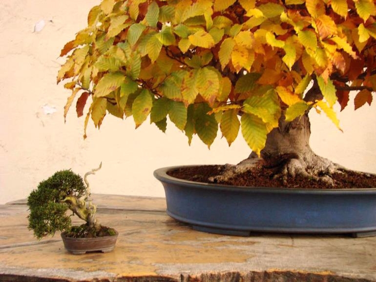 Brilliant Beech Bonsai & Tiny Companion | Bonsai Bark