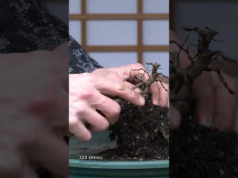 Chinese elm Bonsai progression #bonsai