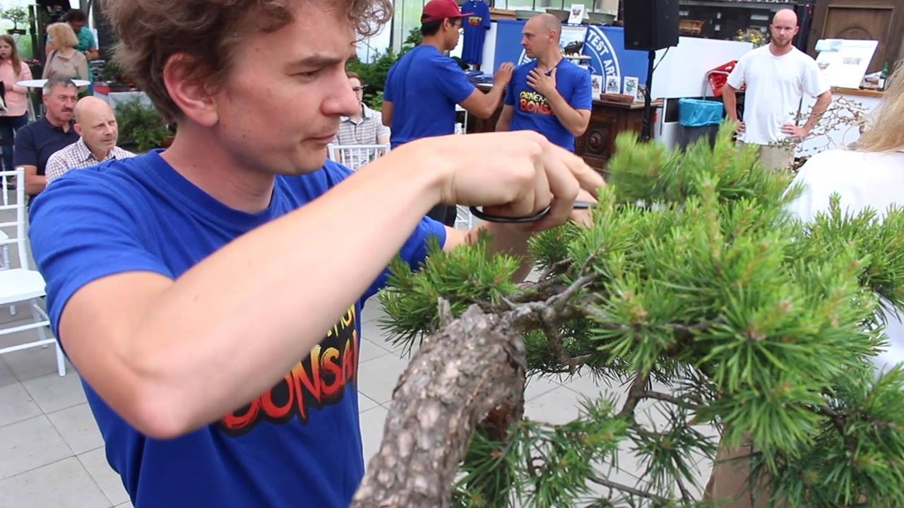 Bonsai demo by Jan Culek More: