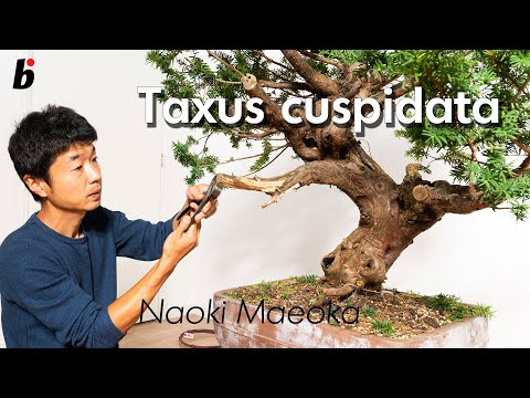 Taxus cuspidata final part
