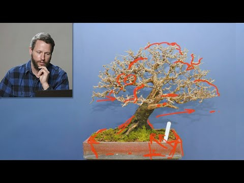 Bonsai Q+A with Ryan Neil