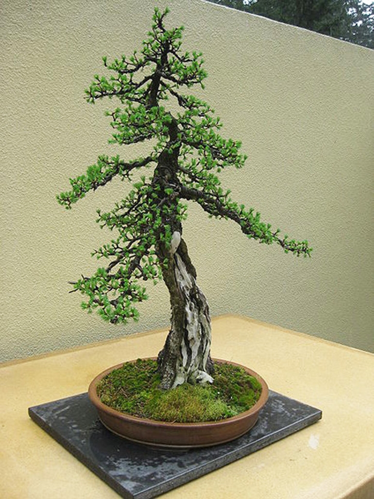 Boreal Bonsai King | Bonsai Bark