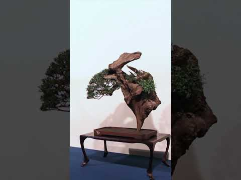 Bonsai on Rocks #bonsai #bonsaitree #rock